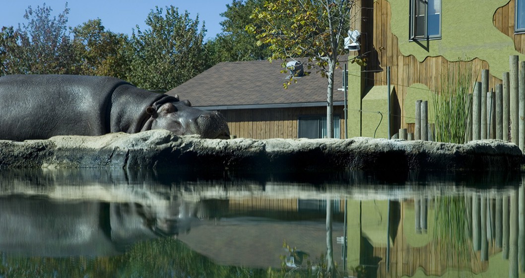 Zoo de Granby - La rivière aux hippos