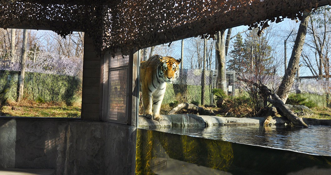Zoo de Granby - Les tigres de l'amour